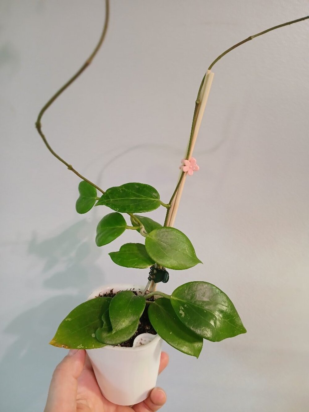 Hoya Neocalidonica